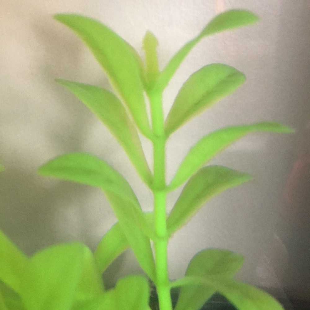 Meet your Posher, Galicena